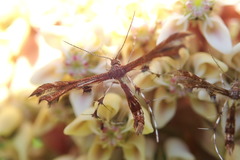Geina tenuidactylus