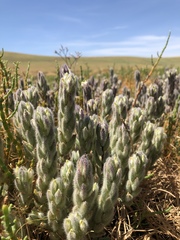 Chloropyron molle molle