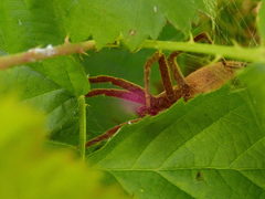 Pisaurina