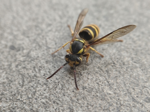 Korean Yellowjacket