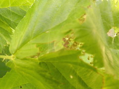Pisaurina