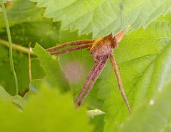 Pisaurina