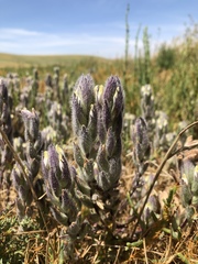 Chloropyron molle molle