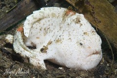 Hispid Frogfish photo 4