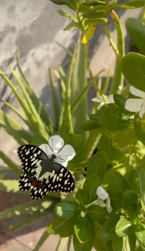 Lime Swallowtail