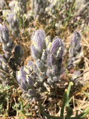 Chloropyron molle molle