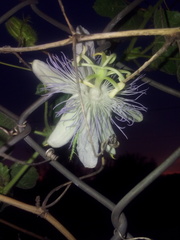 Passiflora arizonica