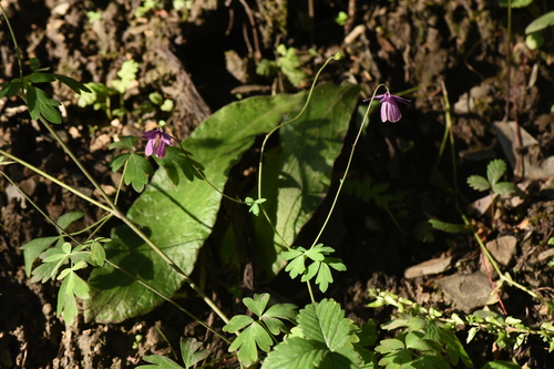 Aquilegia ecalcarata iNat (2)