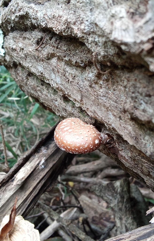Lentinula edodes · October 2024 · photo: © hector_montero (iNaturalist, cc-by)