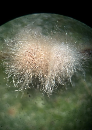 iNaturalist observation photo of Yellow Wig Gall Wasp