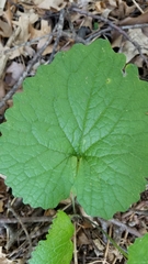 Alliaria petiolata