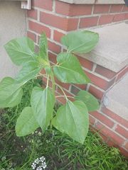 Magnoliopsida