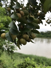 Diospyros kotoensis