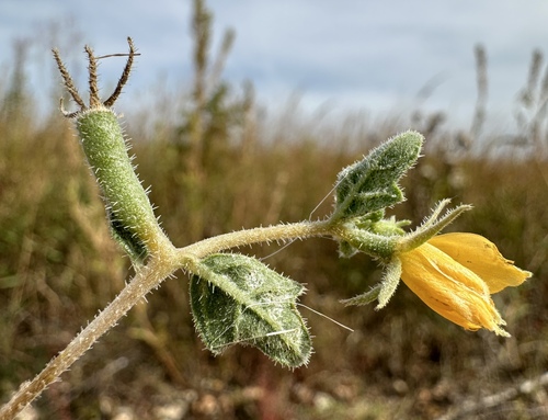 Image of Stick-Leaf (Mentzelia oligosperma) by (c) Matt Berger, some rights reserved (CC BY)