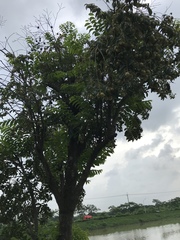 Diospyros kotoensis