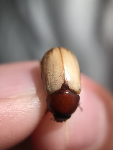 Cyclocephala melanocephala