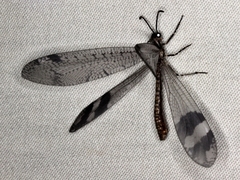 Glenoleon pulchellus