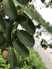 Diospyros kotoensis