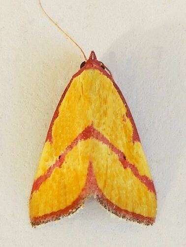 Ernestine's Moth photo 4