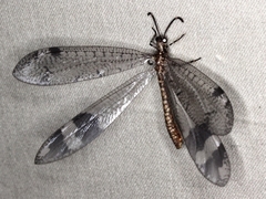 Glenoleon pulchellus