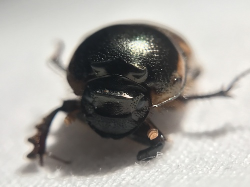 Gazelle Scarab