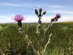 Cirsium hydrophilum hydrophilum