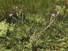 Cirsium hydrophilum hydrophilum
