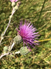 Cirsium hydrophilum hydrophilum