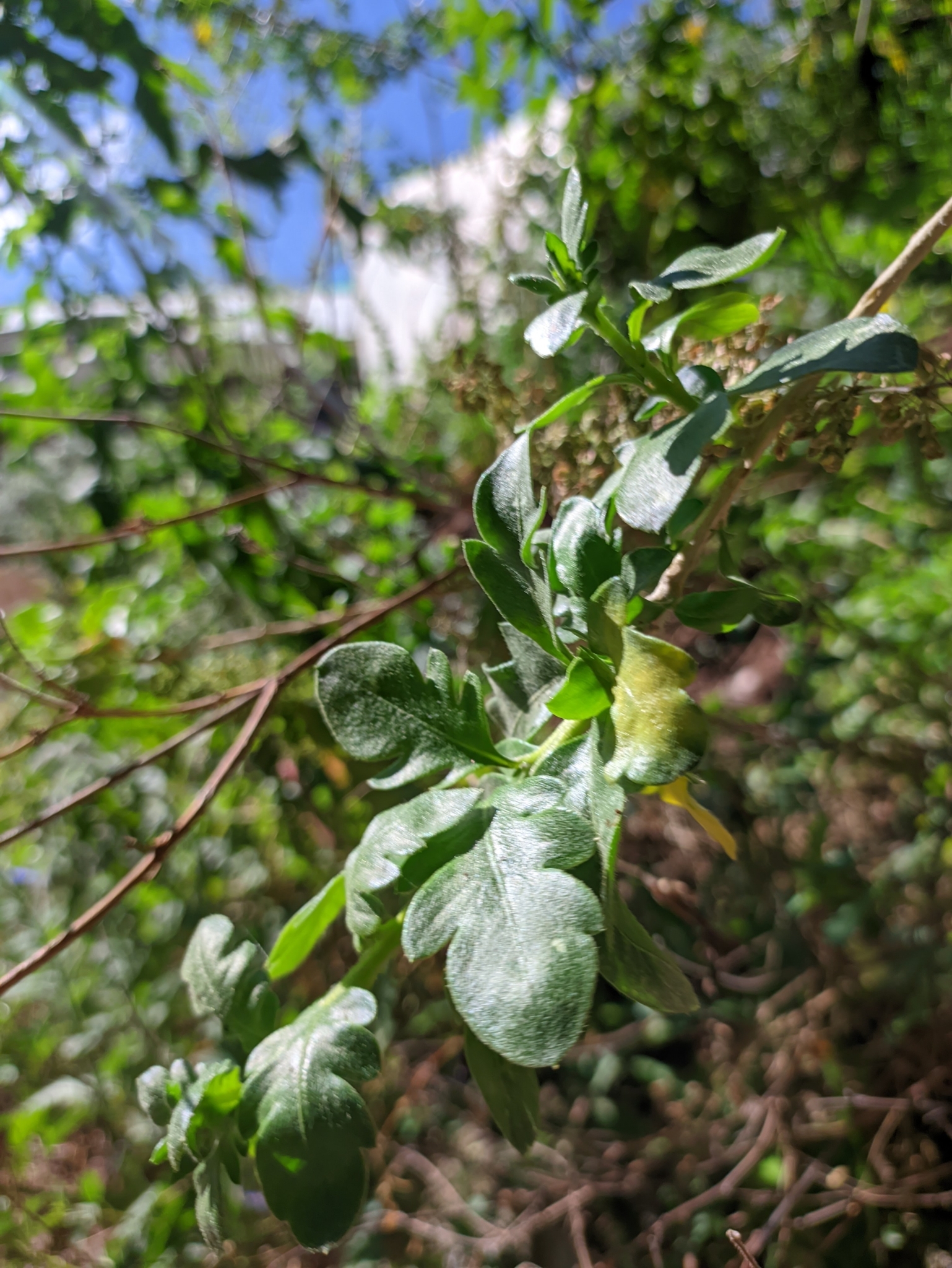 Imagem de Pimenteira-de-jardim