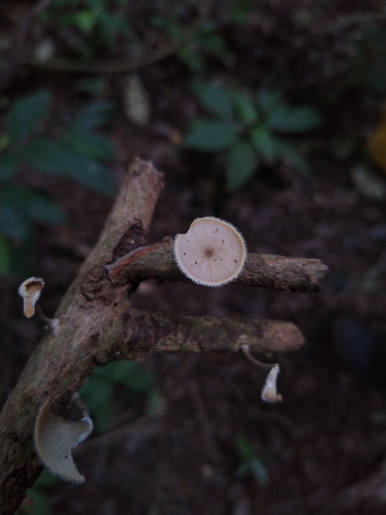 Lentinus flexipes · October 2024 · photo: © paulaapb (iNaturalist, CC)