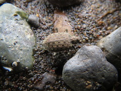 Opisthius richardsoni