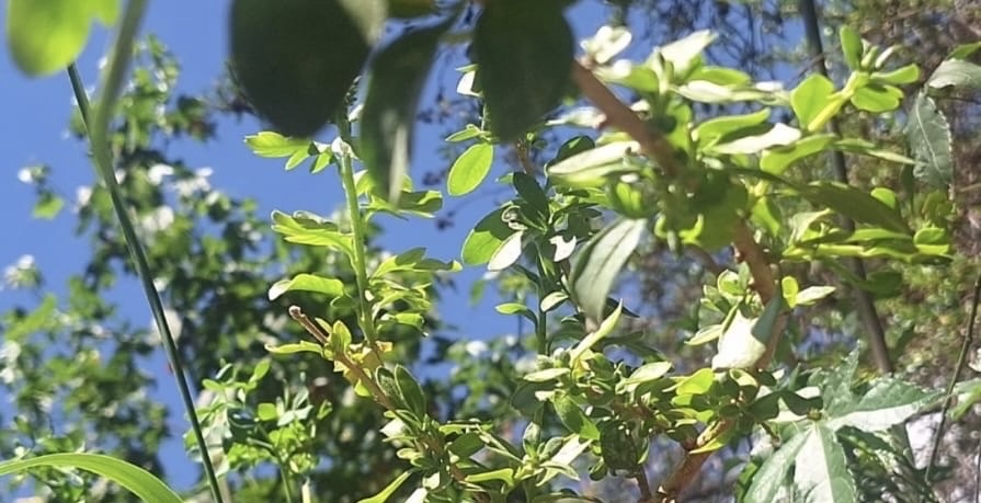 Imagem de Pimenteira-de-jardim