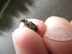 Opisthius richardsoni