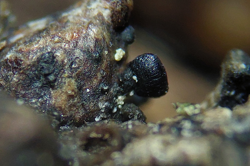Lophium, 2024-10-22