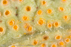 Pucciniaceae