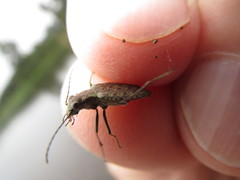 Opisthius richardsoni