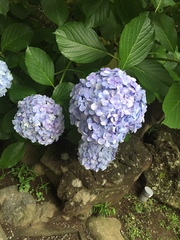 Hydrangea macrophylla