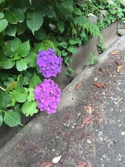 Hydrangea macrophylla