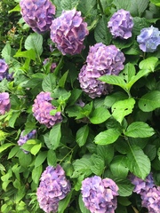 Hydrangea macrophylla