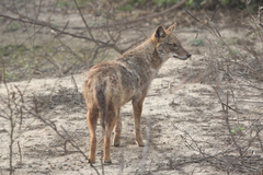 Canis aureus indicus