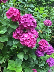 Hydrangea macrophylla