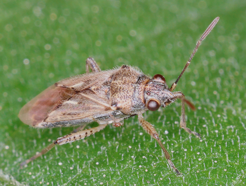 Nysius caledoniae