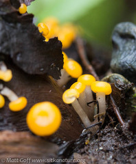 Vibrissea truncorum