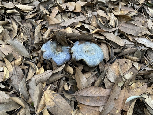 Lactarius subindigo