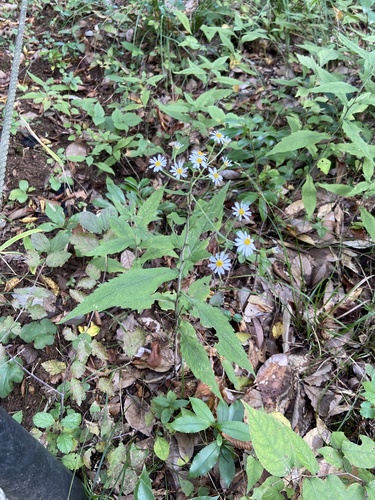 Aster semiamplexicaulis iNat (3)