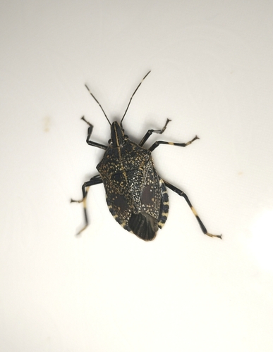 Yellow-spotted Stink Bug