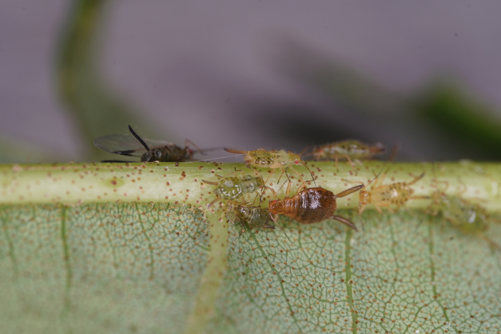 Eutrichosiphum