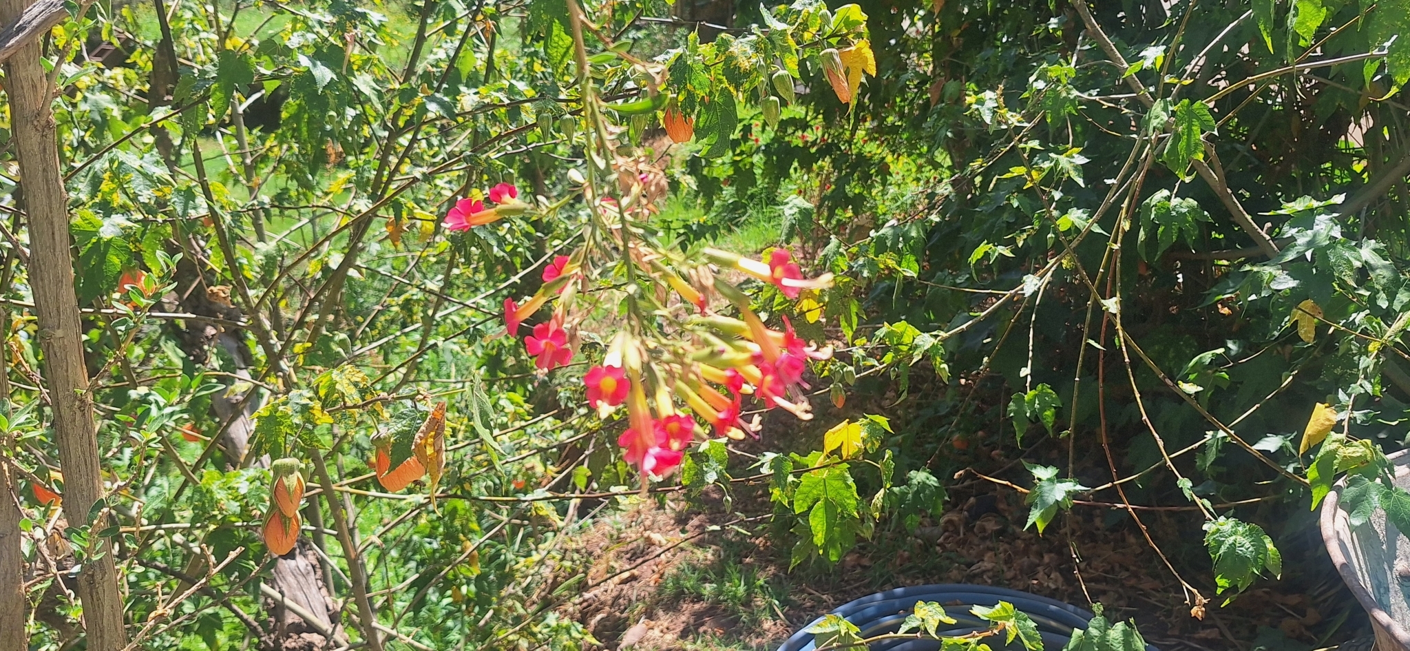 Imagem de Trombeta-chinesa