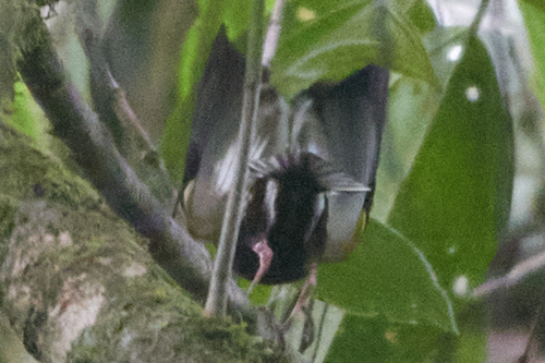 Club-winged Manakin (Machaeropterus deliciosus), photo 4