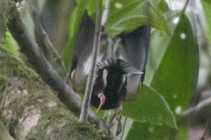 Club-winged Manakin (Machaeropterus deliciosus), photo 4